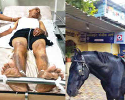 Horse hired for joy rides by MLA sends man to ICU