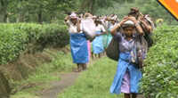 North Bengal tea industry suffering losses 