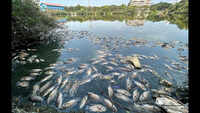 Fisheries dept, pollution board inspect Mala lake after dead fish found floating