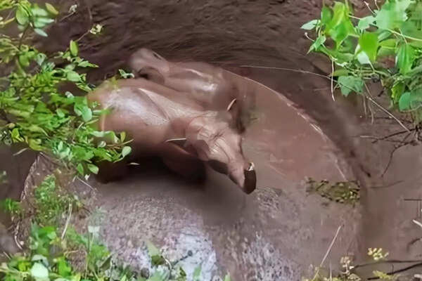 Elephant, calf fall into well in Ramgarh, rescued after 40 hrs
