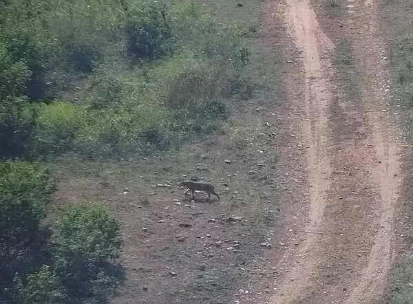 Elusive Caracal spotted at Sariska reserve after 12 years