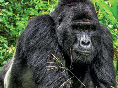 Uganda court sentences killer of mountain gorilla to 11 years