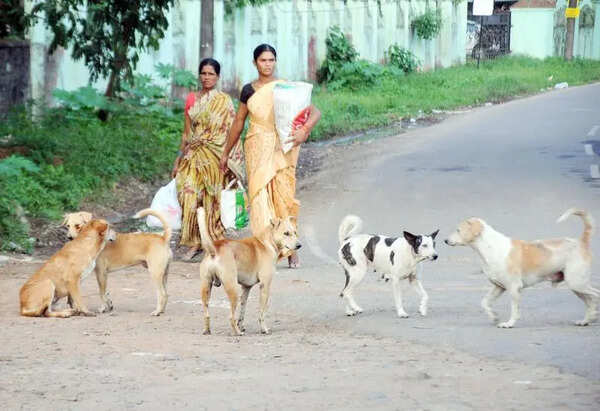 Stray dog menace grips North Paravur