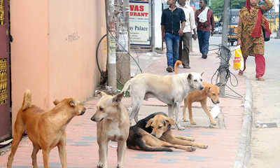 Kerala govt set to cull all ‘vicious’ stray dogs