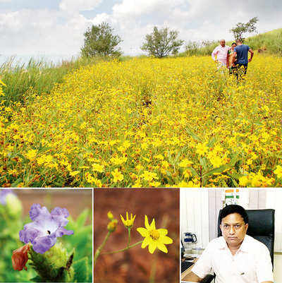 Study awaits commercial use of Kaas plateau flowers