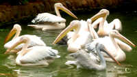 Coimbatore: Zoo welcomes rosy pelican hatchling after 14-odd years 