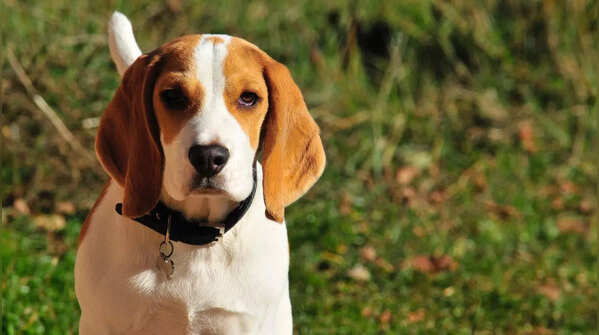 Ear infections