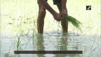 Amritsar farmers face problems in sowing season due to labour shortage 