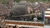 Kerala's 'most-loved' elephant participates in Thrissur Pooram festival 