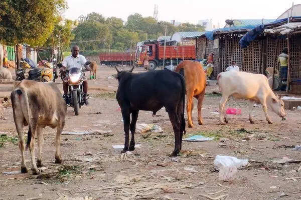 Stray cattle continue to pose problems at Mattuthavani market