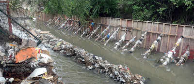 Diseases on the rise in city after drain bursts