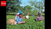 They now stand on their own ground: BJP&rsquo;s patta to tea tribes a big poll card