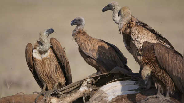 Vultures