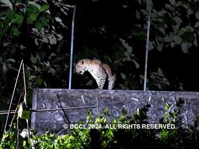 Mulund housing societies gripped by fear after leopard drags off dog
