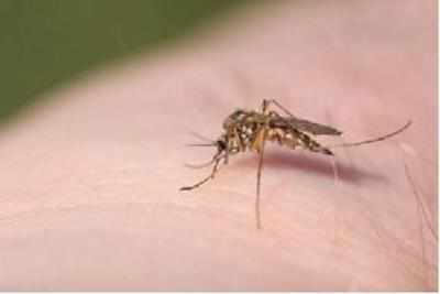 1,500 admitted with suspected dengue in 11 days