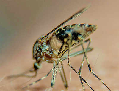 Malaria sting triggers damage control