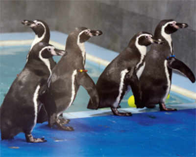 HC refuses to stop penguin exhibit