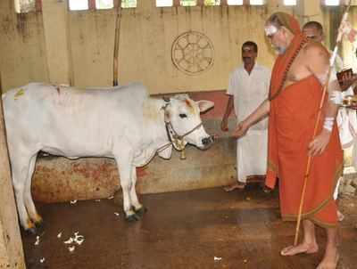 Andhra Pradesh: Centre bans on cow sale for slaughter, Andhra seer holds 'pooja'