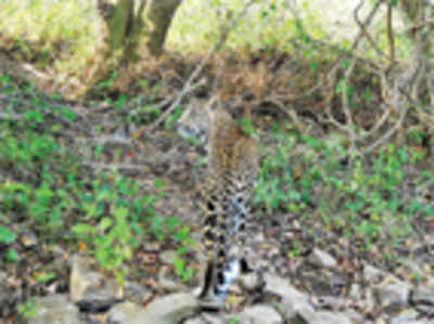 Tracking leopards through newspapers