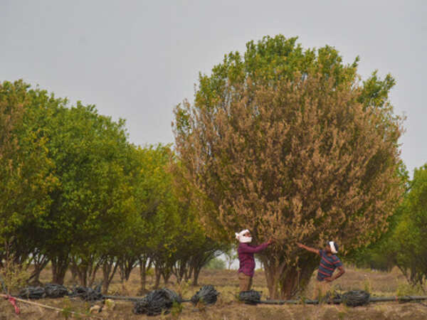 Maharashtra yet to assess damage