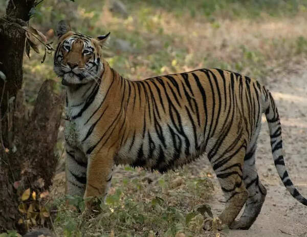 Sahyadri draws volunteers for tiger census, Tara tigress enthrals tourists