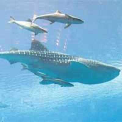 Dubai hotel urged to free pet whale shark