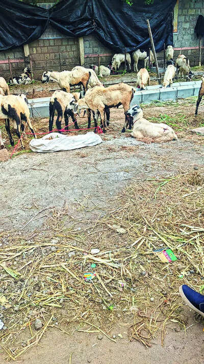 BBMP bans public slaughter of animals