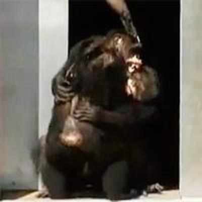Lab chimps see daylight for first time in 30 years