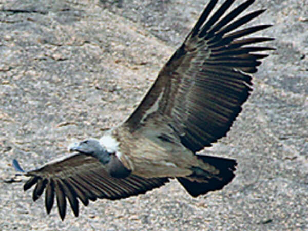 Karnataka's Ramanagara to host south India's second vulture breeding centre
