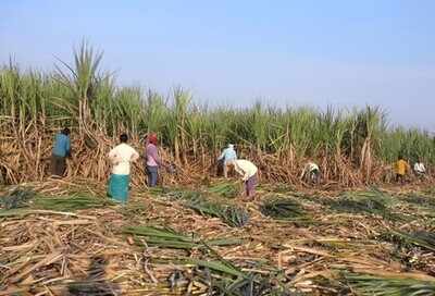 Glut in sugar industry: State proposes to use 25% sugarcane to produce ethanol