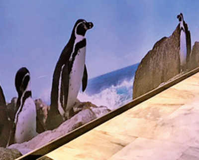 Penguin exhibit to be thrown open after Mayoral election