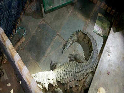 Farmer wakes up to find eight-feet-long crocodile under his bed in Vadodara