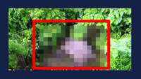 Uttarakhand: Elephant calf dies after being hit by train near Dehradun 