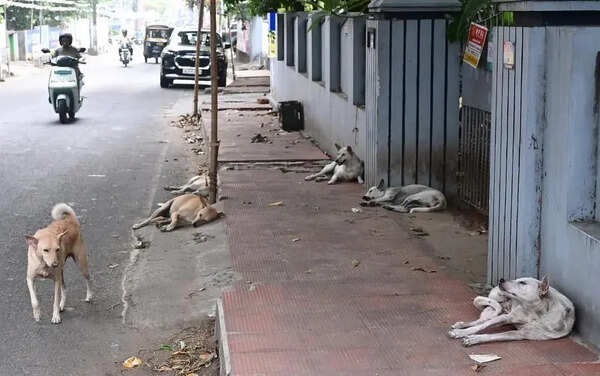 Rising stray dog numbers expose ABC gaps in Ernakulam