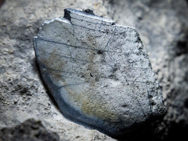 Scientists stunned after 330-million-year-old shark teeth discovered from Ireland’s ancient limestone