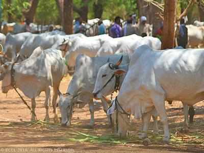 West Bengal: Rashtriya Gorakhsa Sena threatens to self-immolate if cow-slaughter ban not implemented ahead of Bakri Eid