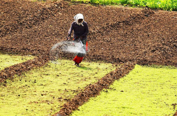 AP govt warns of crackdown on fertiliser hoarding