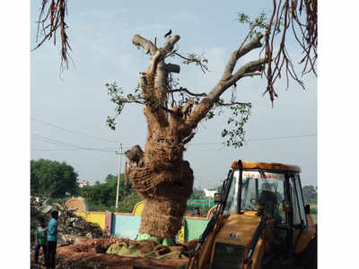 Residents come together to save 40-year-old banyan tree