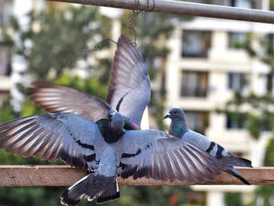 Story behind the photo: Pigeon tales