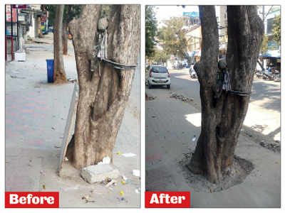 Trees in Kalyan Nagar get a new lease of life