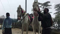 Horsemen facing economical hardships amid COVID-19 pandemic in Shimla 