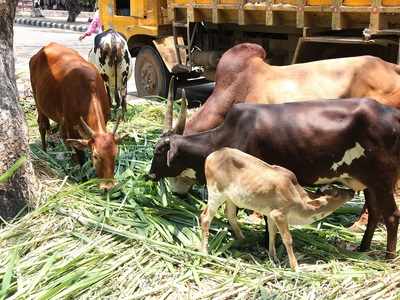 Stray animals crave for food as all food sources lockdown amid COVID-19