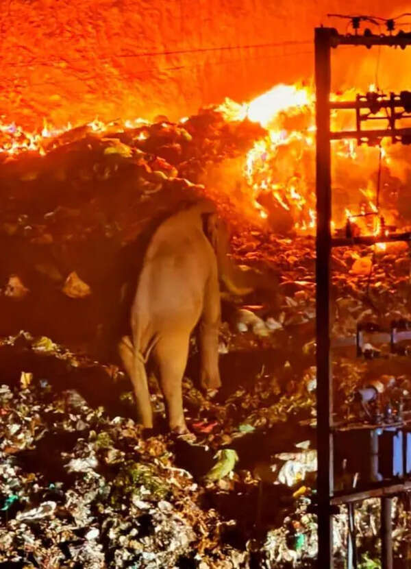 Narrow escape for wild tusker Padayappa after major fire at Munnar waste plant