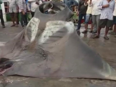 Karnataka: Two giant manta rays caught by fisherman in Malpe port