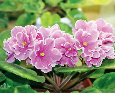 The greenskeeper: African Violets