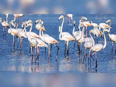 BJP MP Kotak wants flamingo sanctuary at mudflats in Bhandup