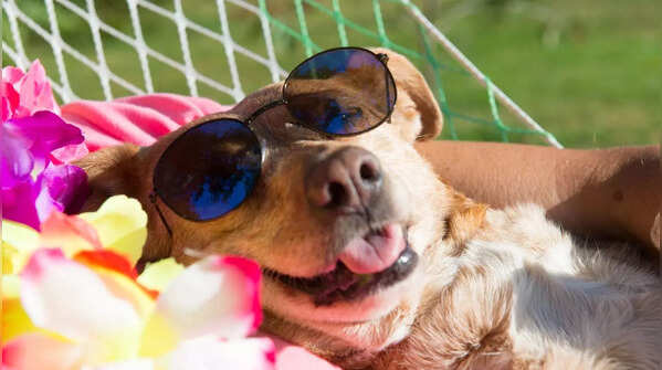 Laziest pet dog breeds