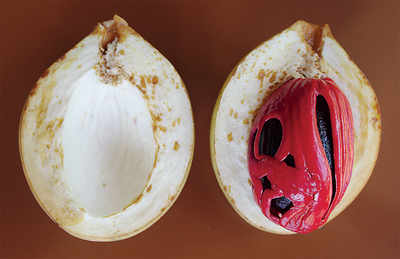 The greenskeeper: Nuts over Nutmeg