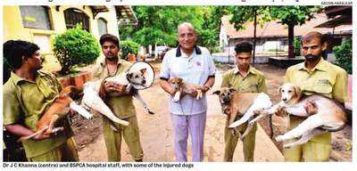 Hit-and-run cases rise in rains - Speeding drivers injure 21 stray dogs in 3 weeks