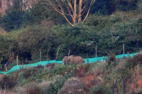 Stray wild elephant sparks panic in Ooty, forest department intensifies monitoring